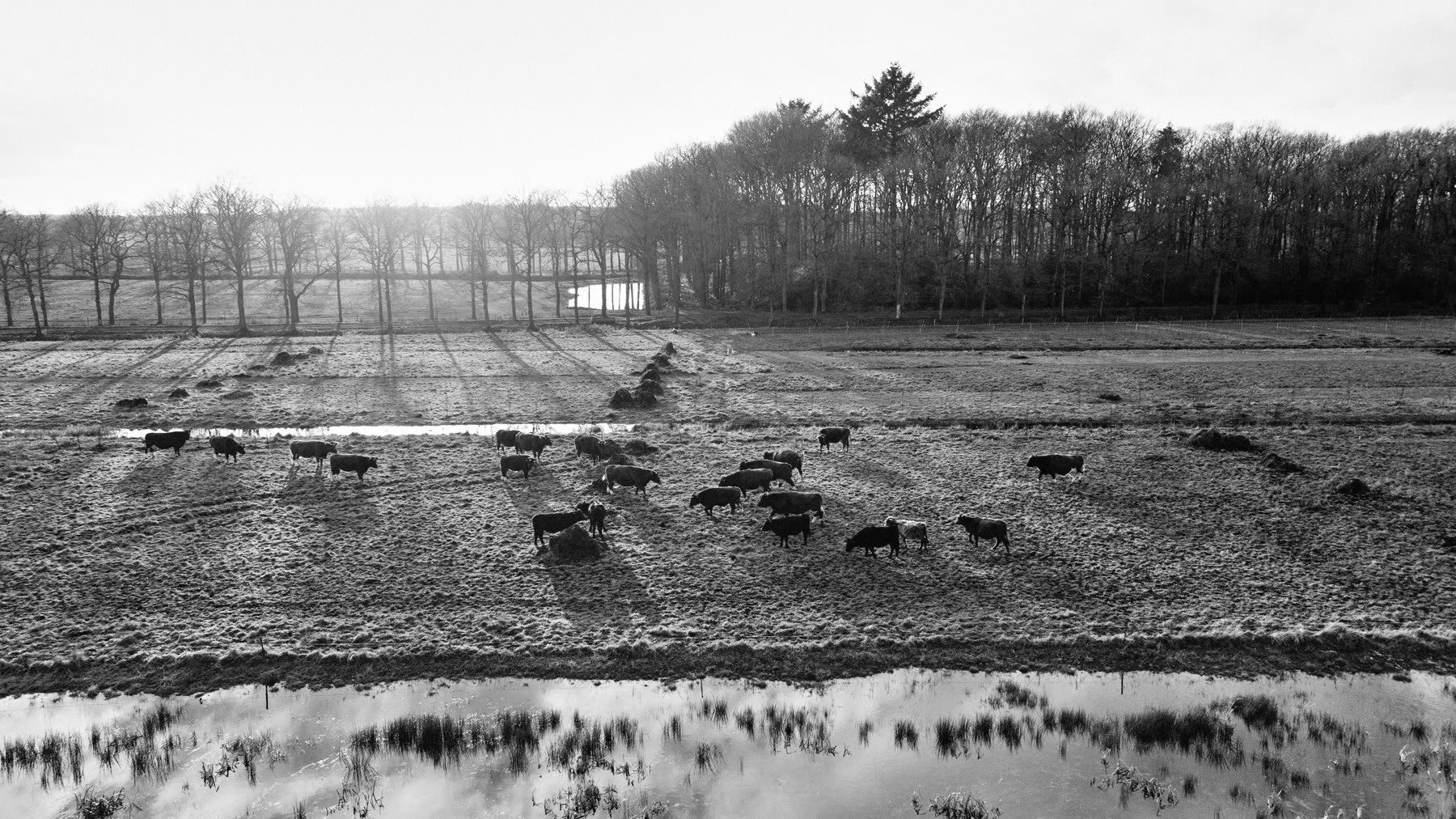 Luchtfoto van runderen op de winterweide bij Boeren in het Bos