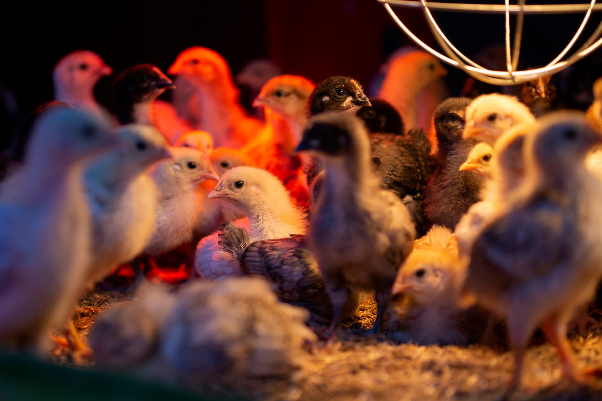 Kuikens onder de warmtelamp