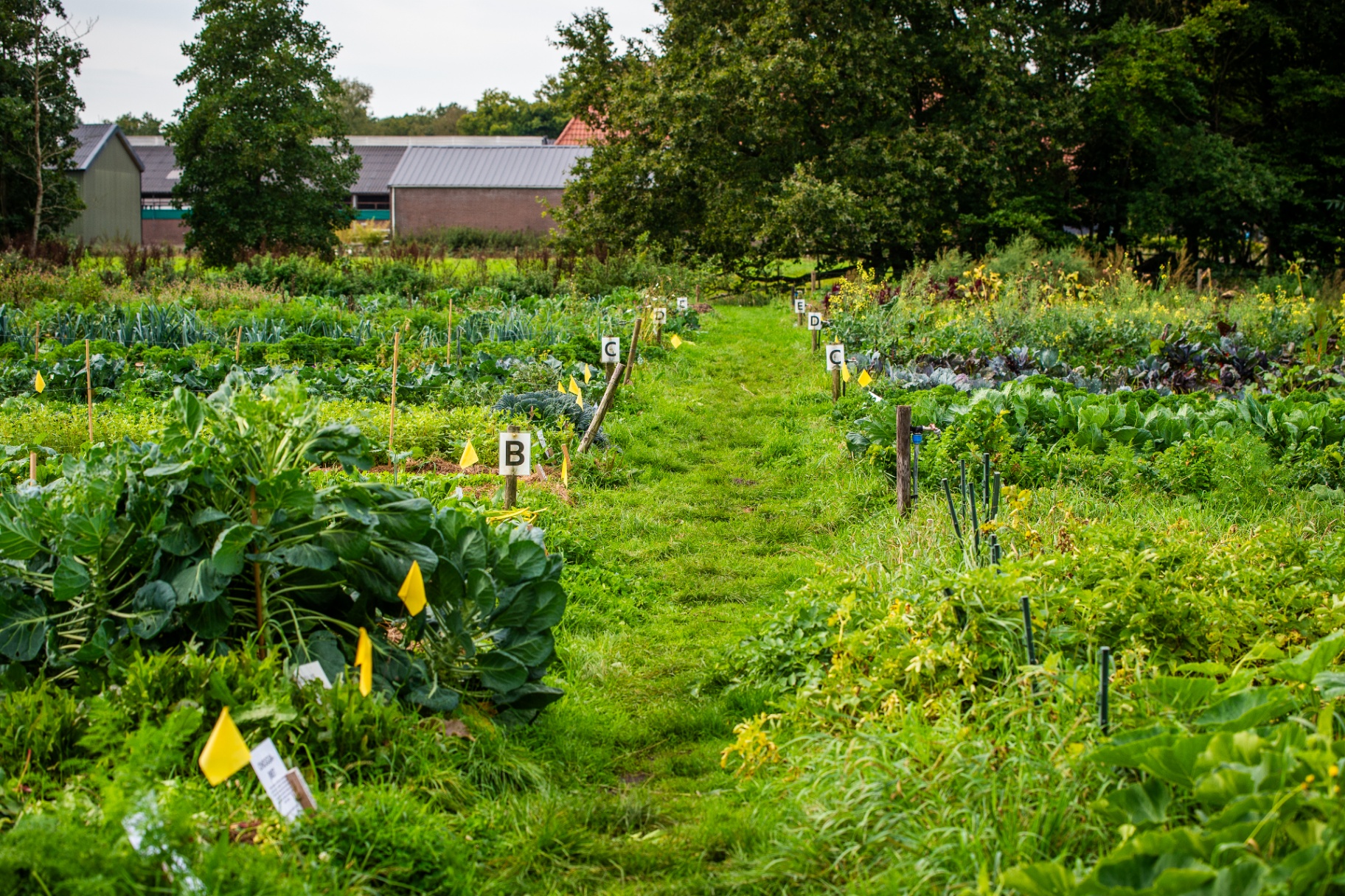 De zelfoogsttuin met genummerde groentebedden vol kool, prei en sla op Landgoed Boschhoeve