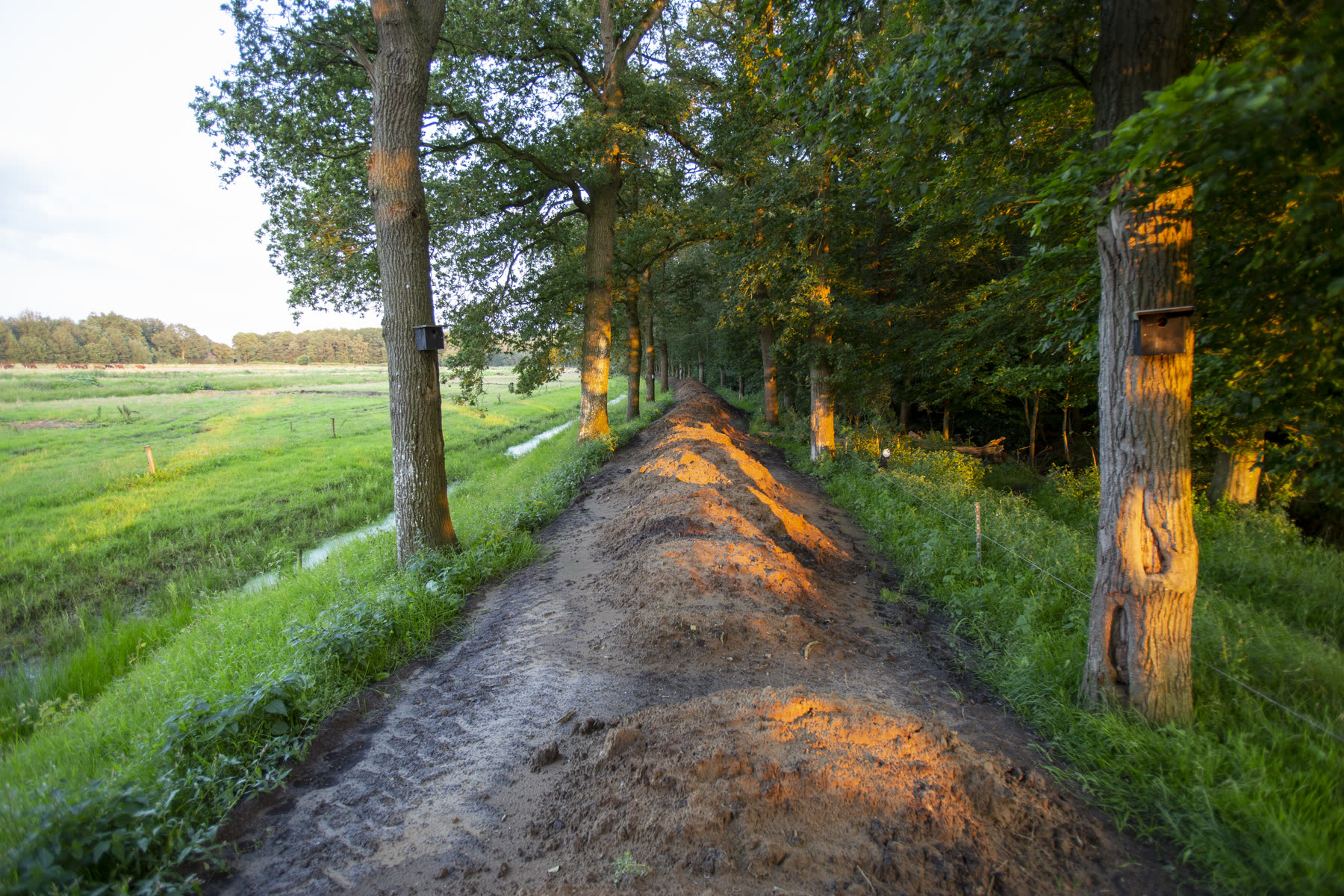 Zandpad door het bos op Landgoed Boschhoeve