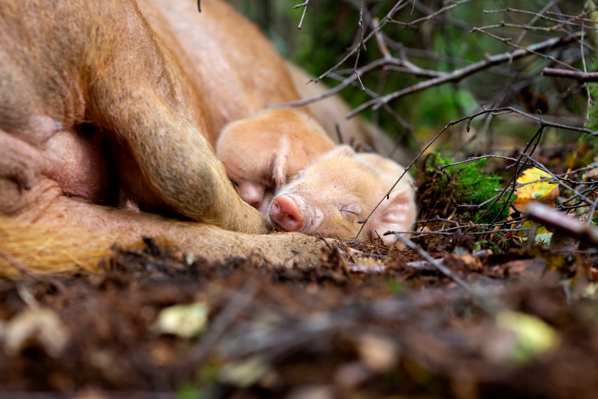 Pasgeboren biggetje tegen de zeug aan in het bos