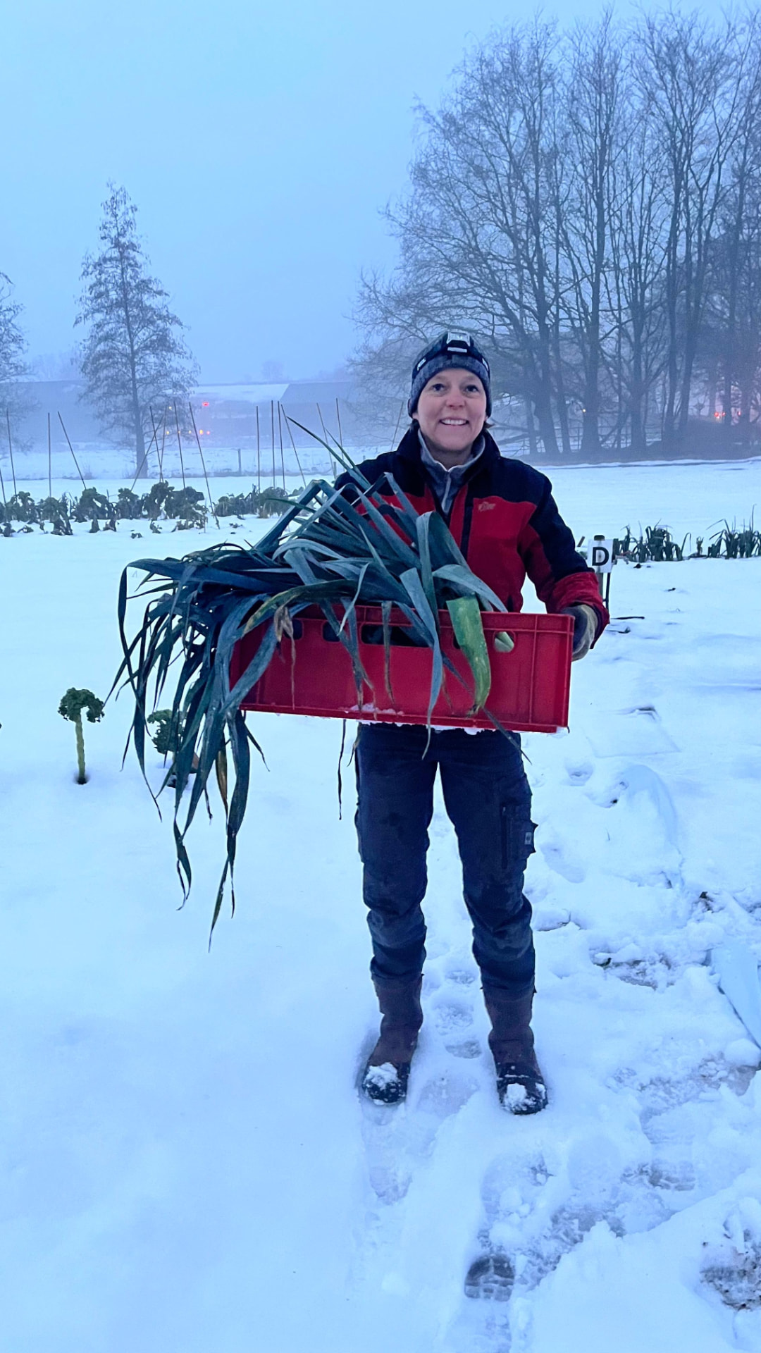 Meewerker oogst winterprei in de sneeuw op het landgoed