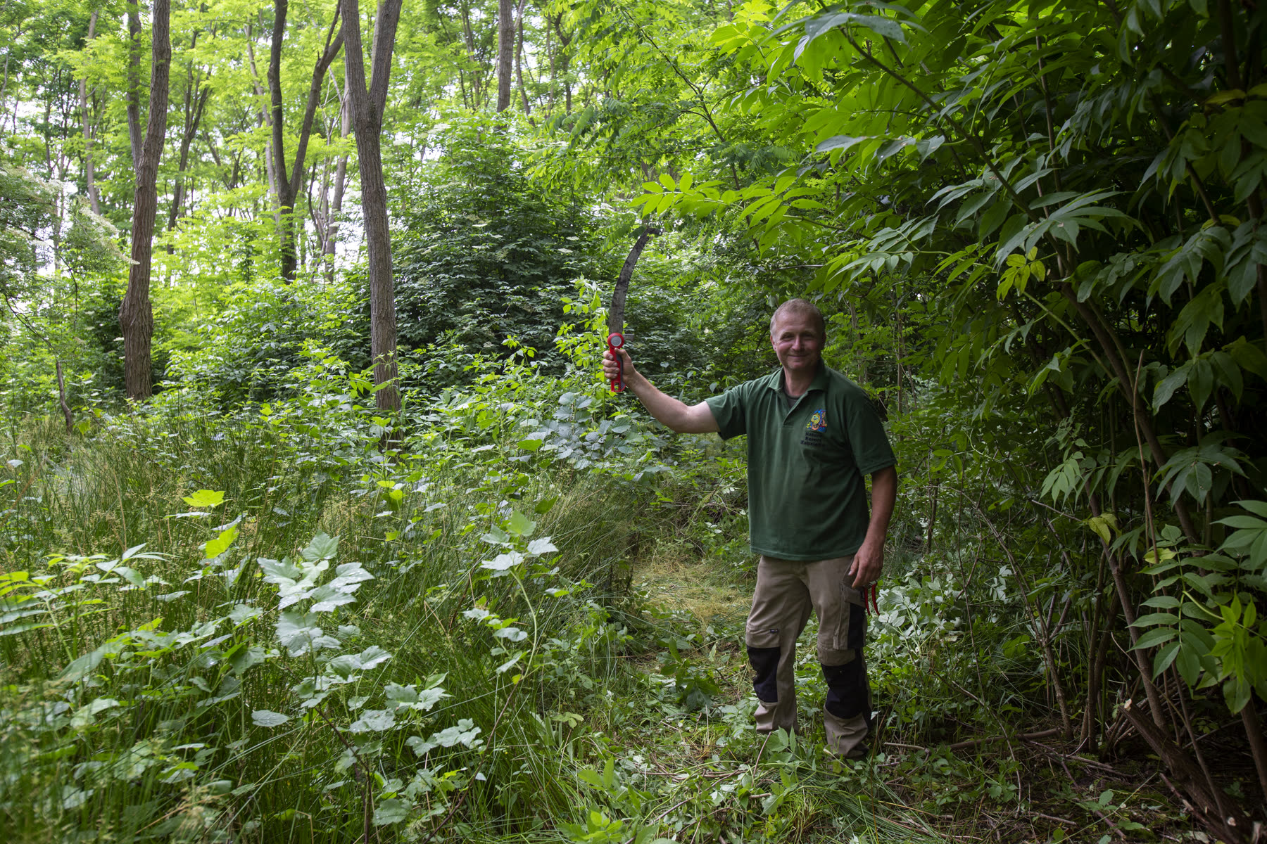 Herstellend landschap met bomenrijen en grazende dieren