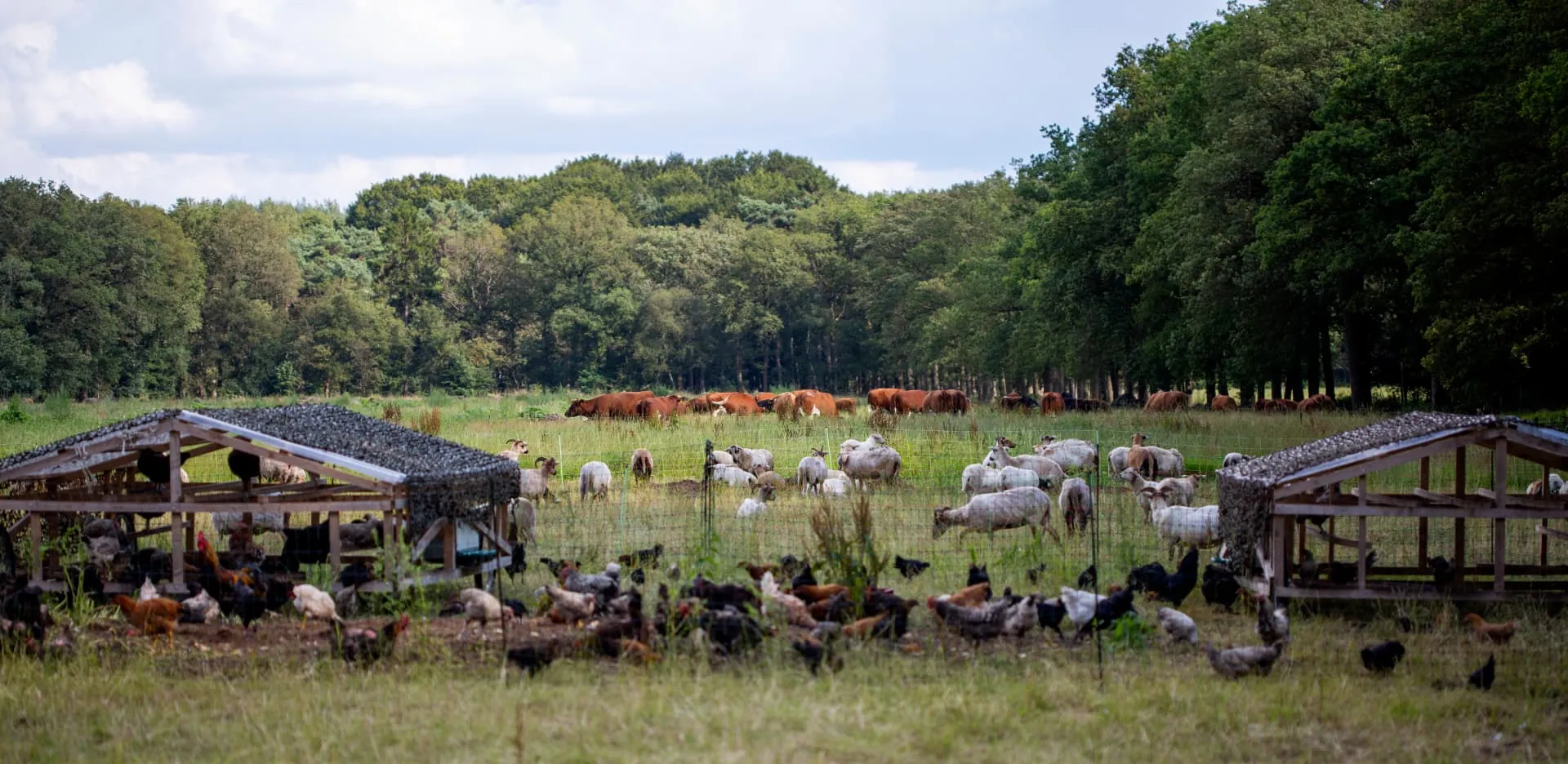 Runderen in het bos op landgoed Boeren in het Bos