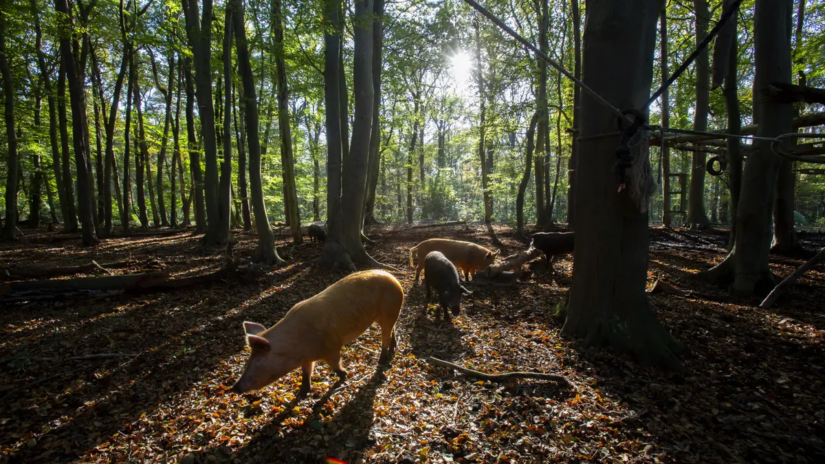Vlees, eieren en wilde groenten als oervoeding