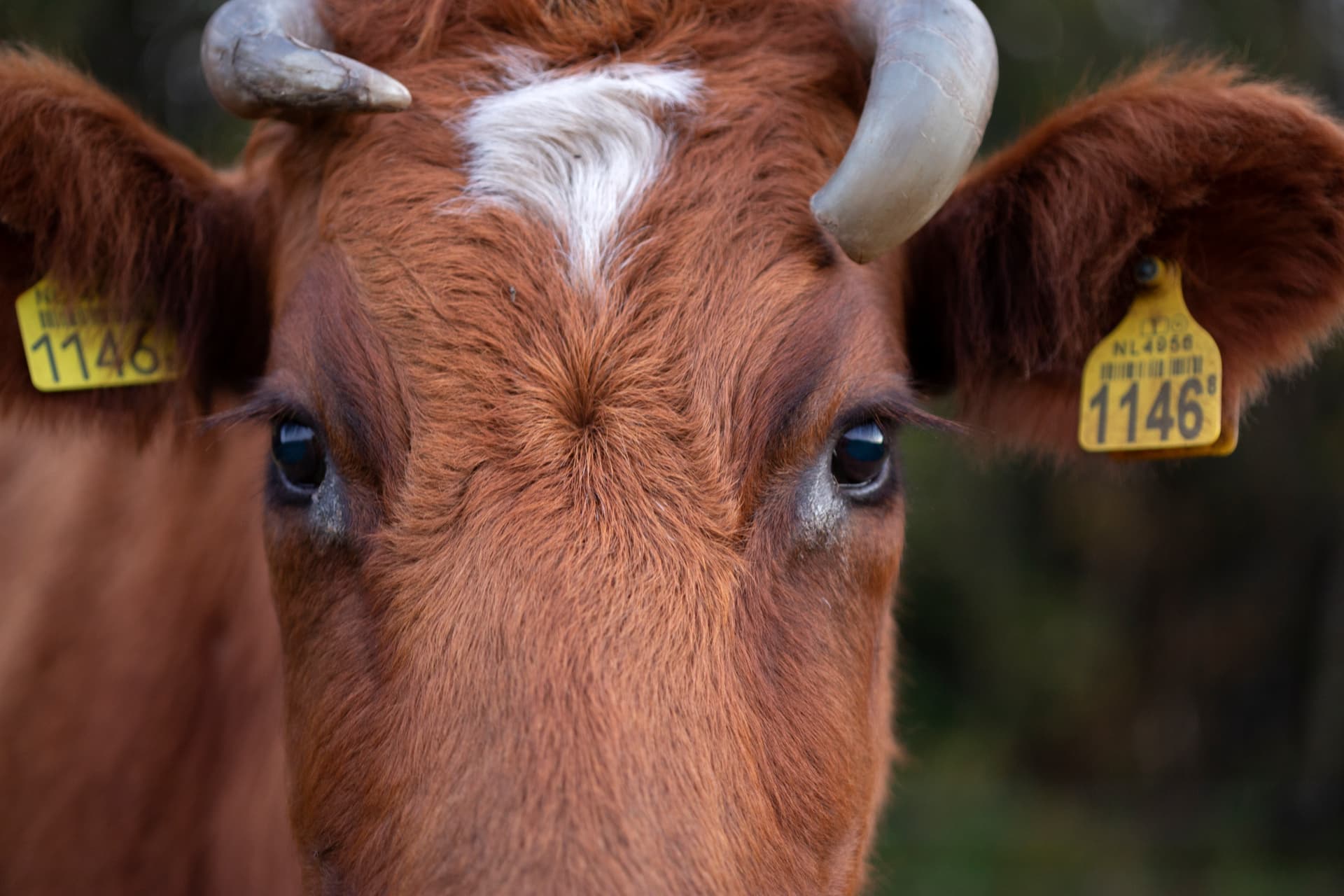 Close-up van een rund met horens