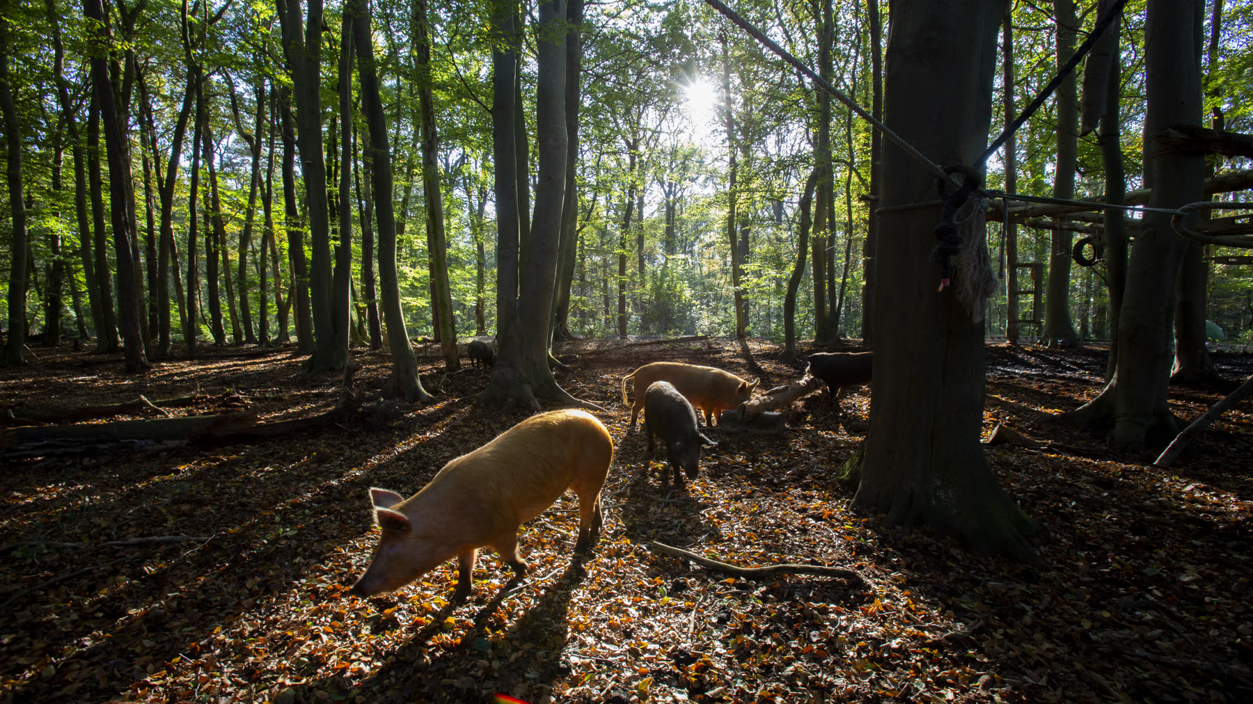 Vlees, eieren en wilde groenten als oervoeding