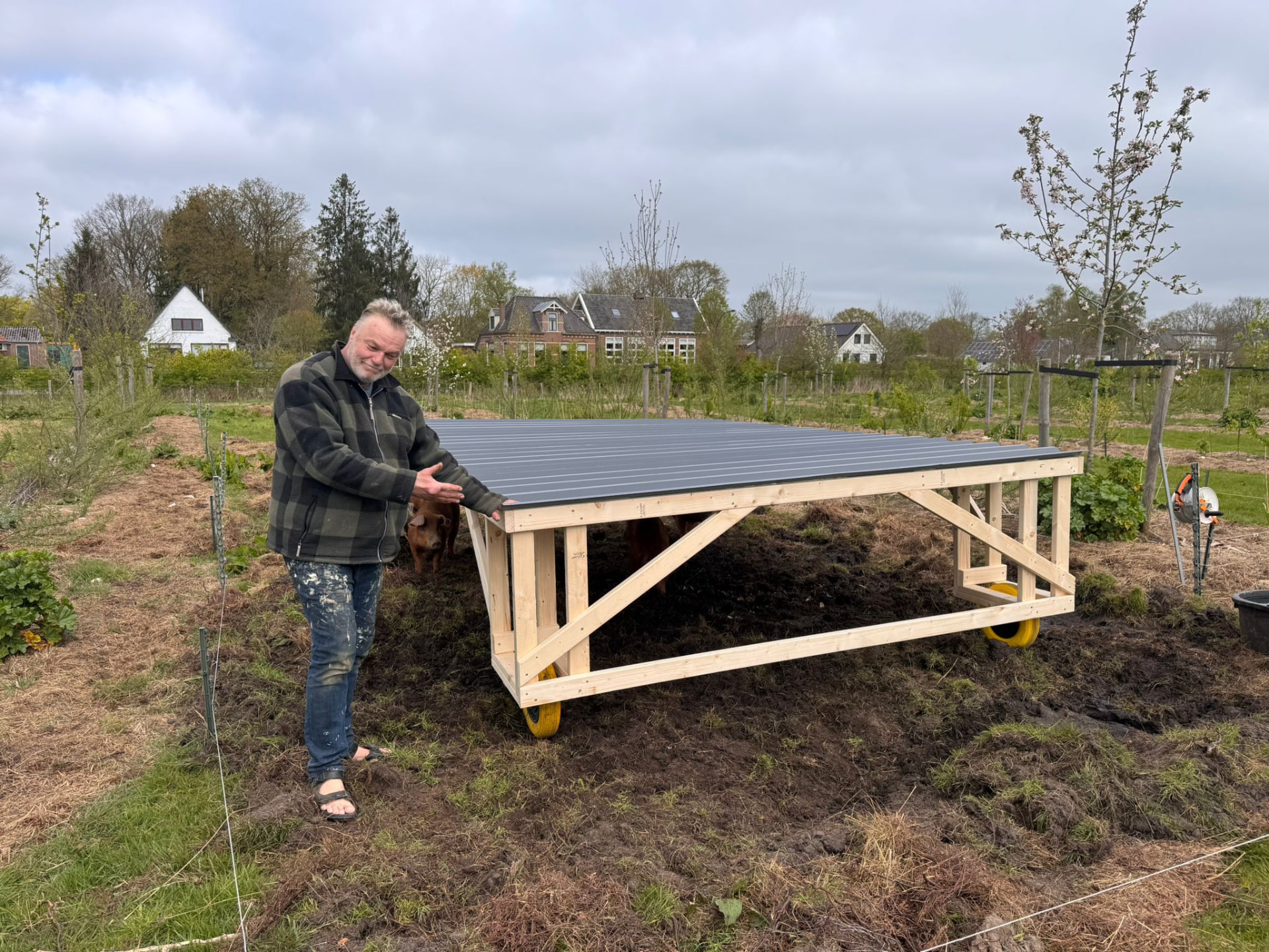 Bert bij de mobiele schuilplaats voor de varkens