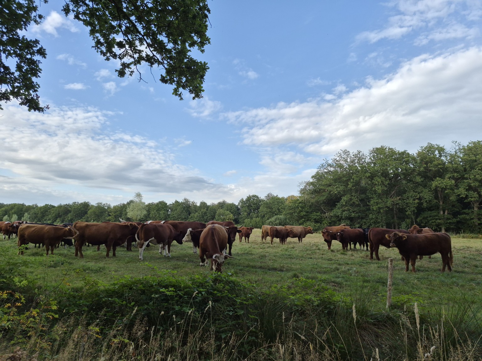 Runderen in het kruidenrijke grasland van het landgoed