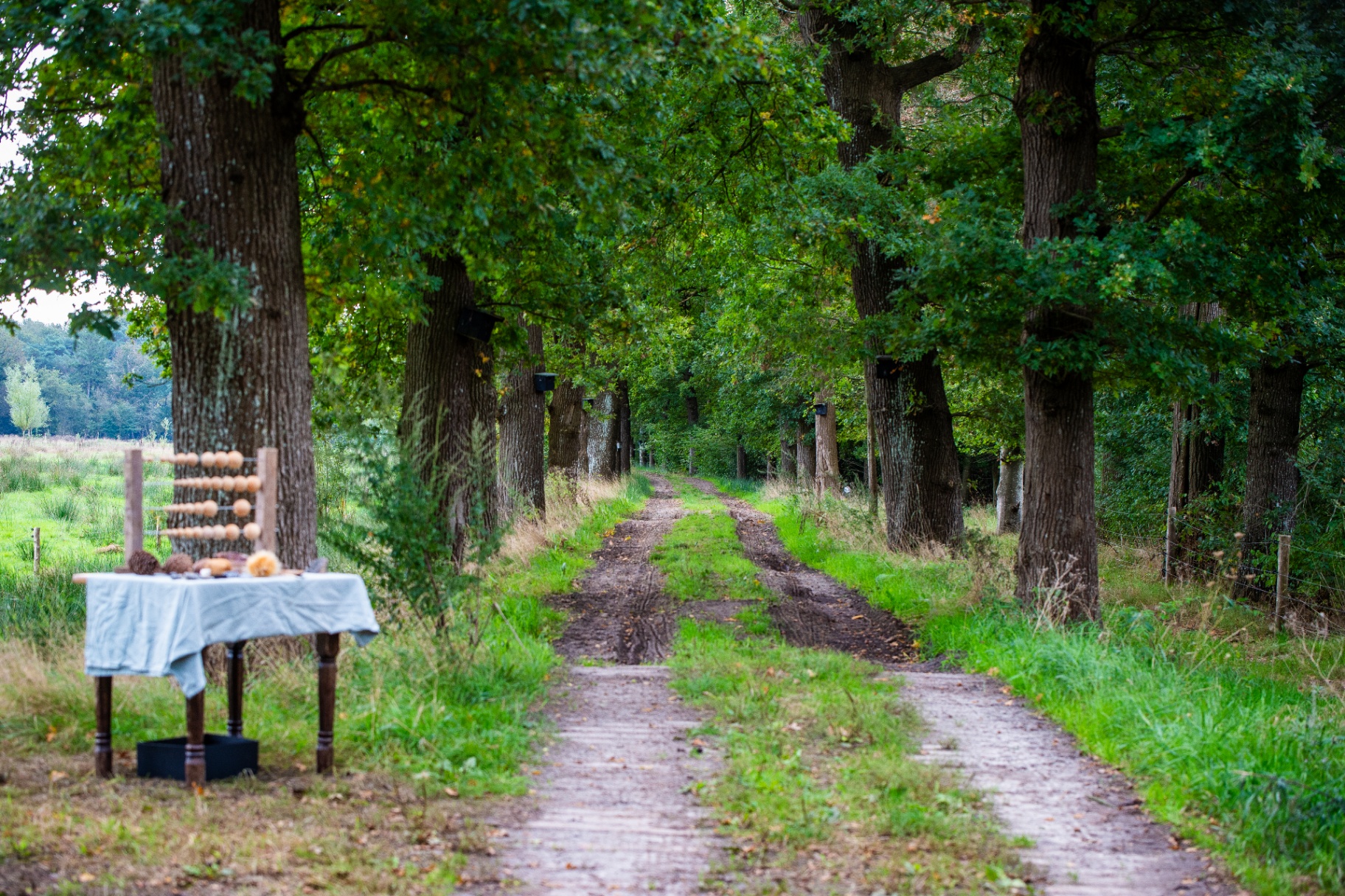Wandelpad door de oude eikenlaan op Landgoed Boschhoeve, met een tafeltje met pompoenen langs de kant