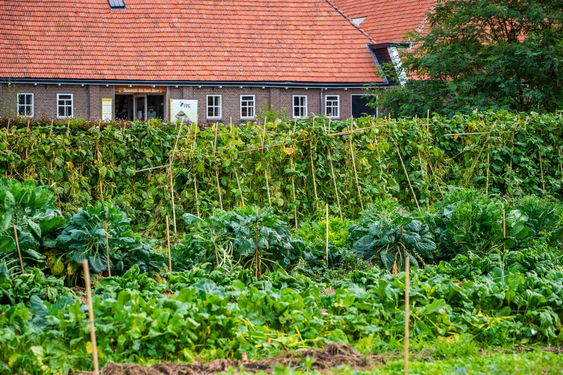 De moestuin voor de boerderij, met de ingang van de winkel op de achtergrond