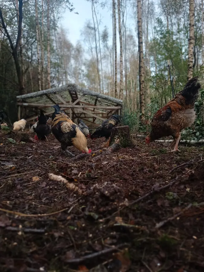 Roofvogels en schapen
