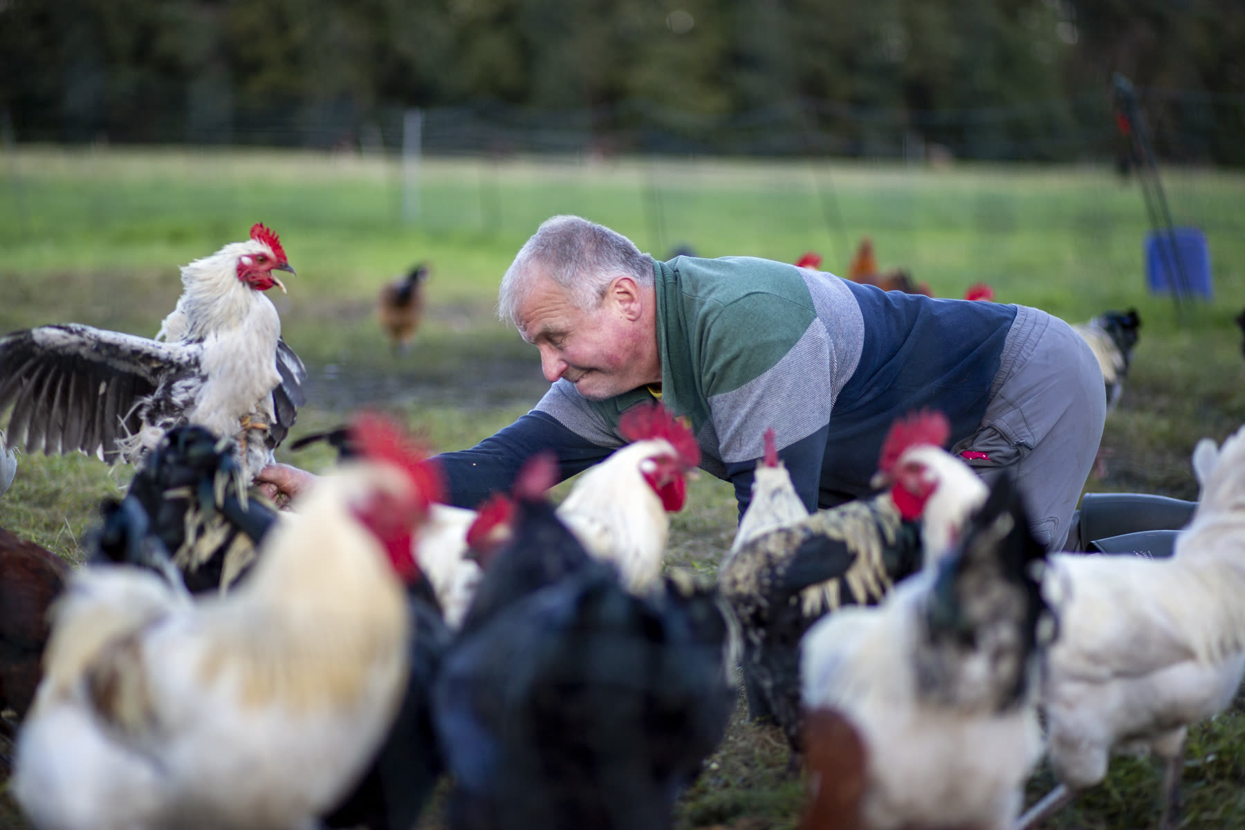 Boer tussen de scharrelkippen