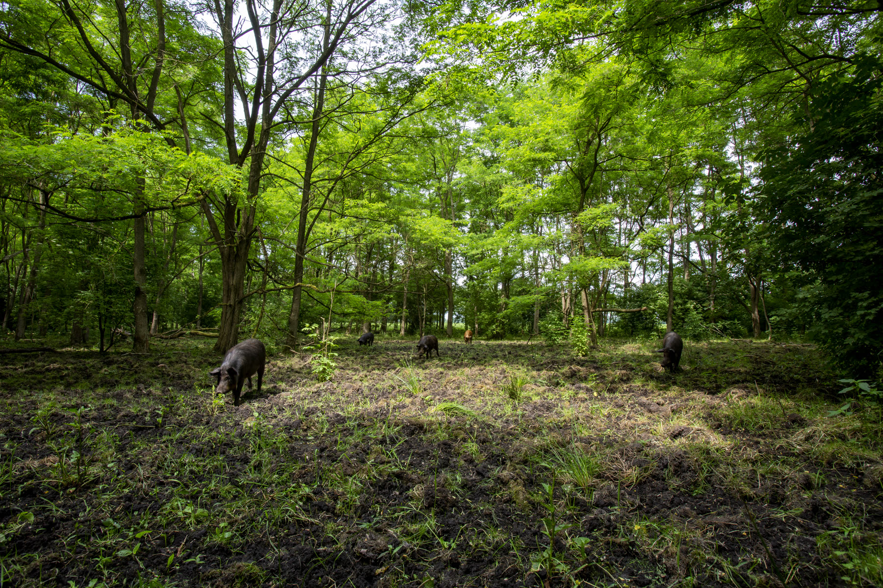 Bosvarkens tussen de bomen op het landgoed