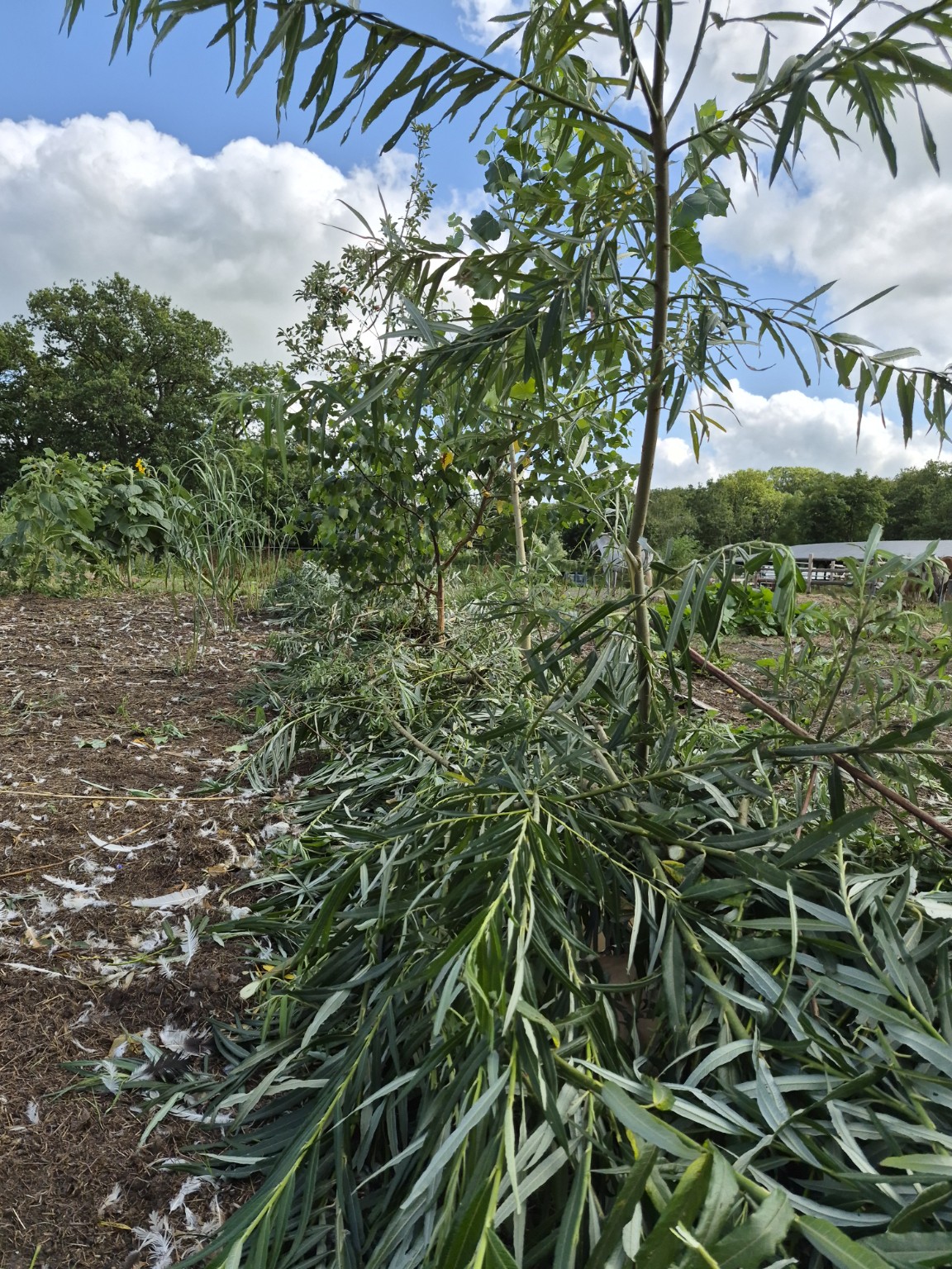 Voederbomen en biomassa in het agroforestrysysteem