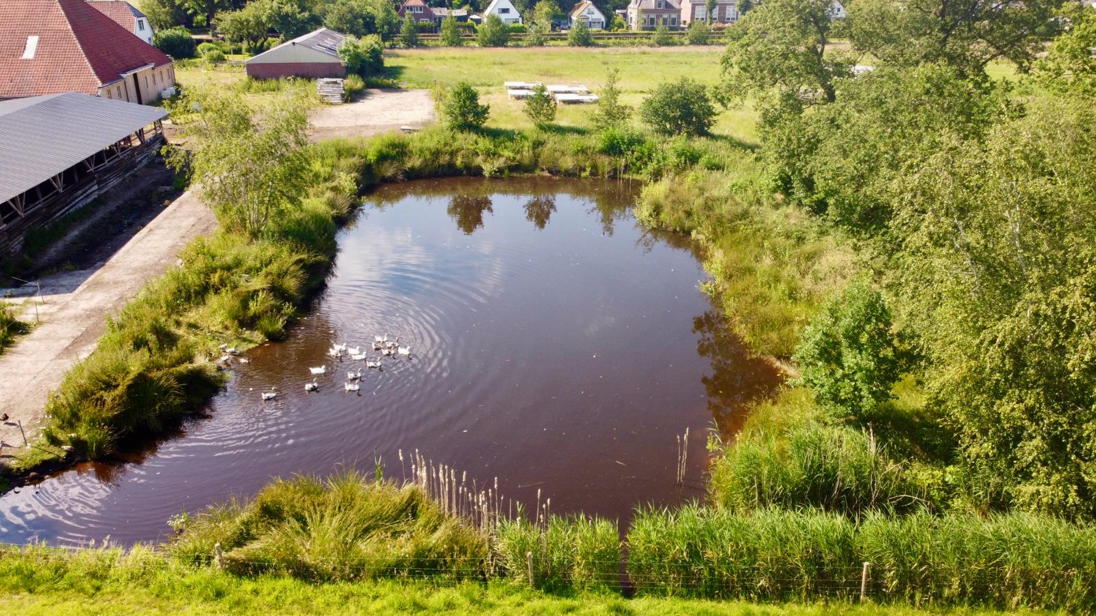 Luchtfoto van de natuurvijver op Landgoed Boschhoeve, omringd door groen en grazende ganzen