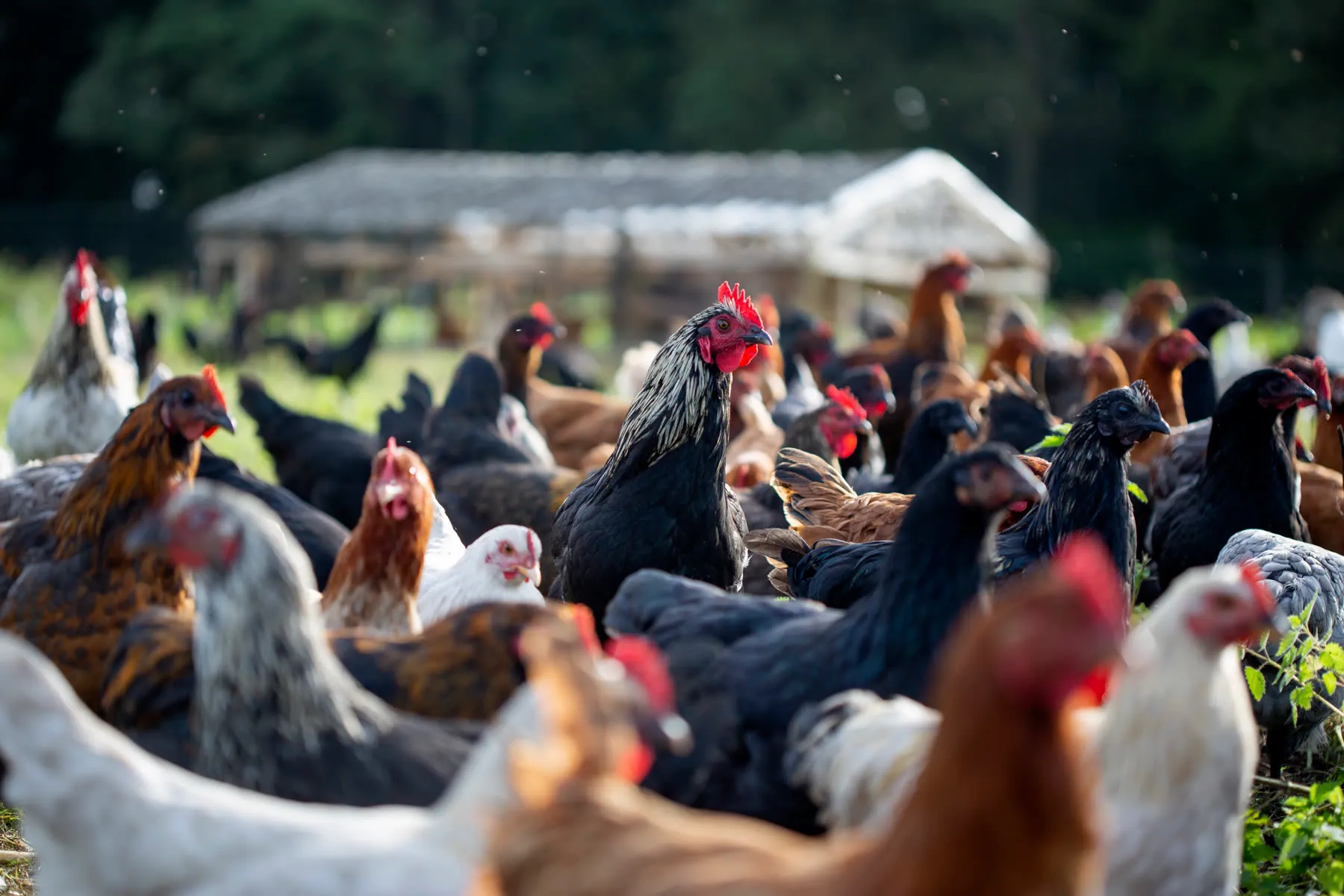 Kippen scharrelen op kruidenrijk grasland