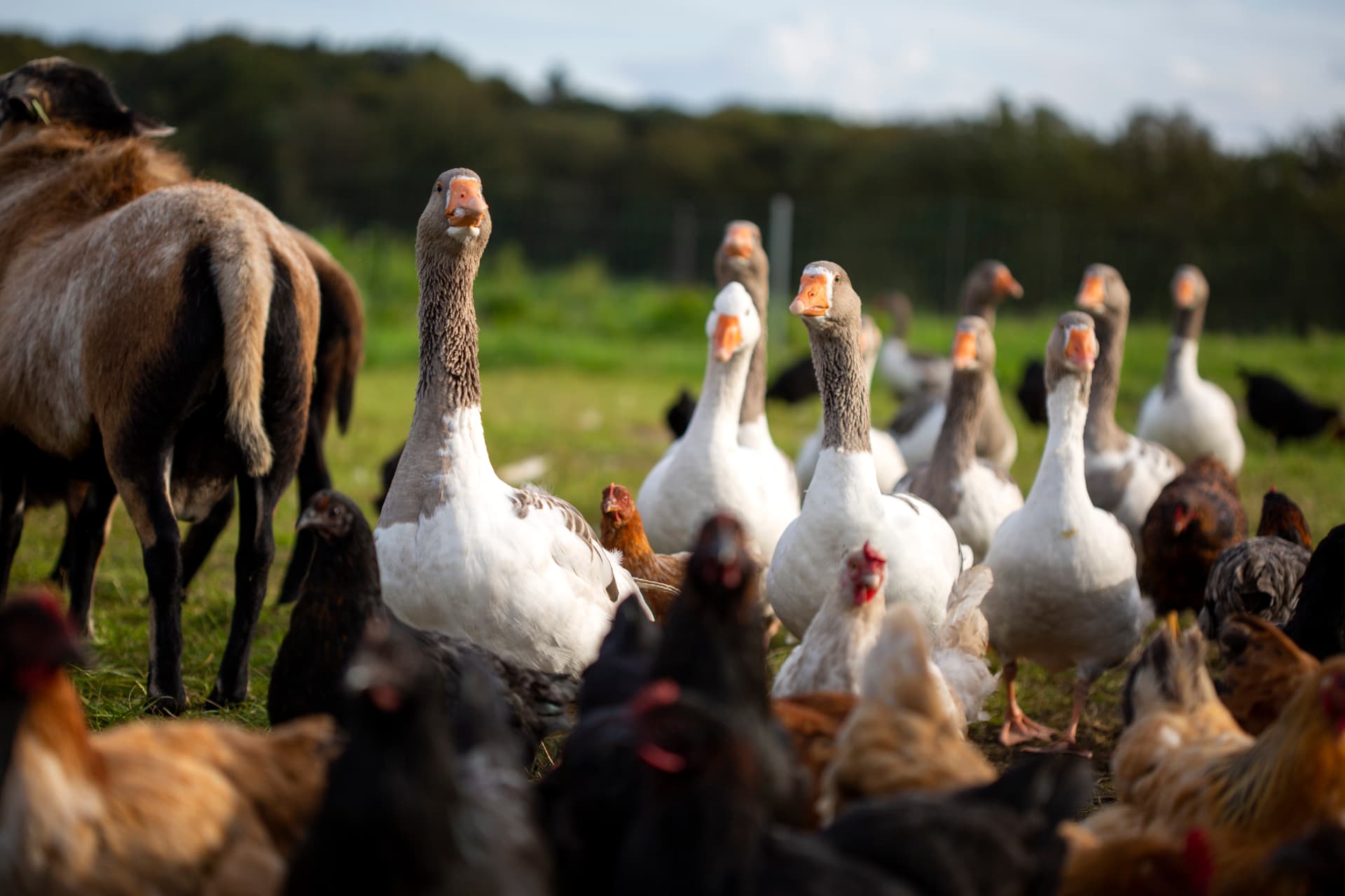 Ganzen, kippen en schapen samen op een perceel