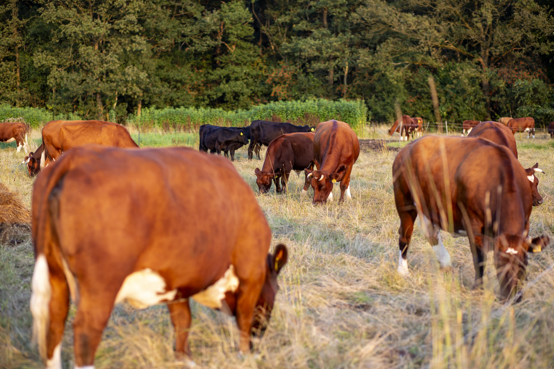 Koeien grazen op kruidenrijk grasland