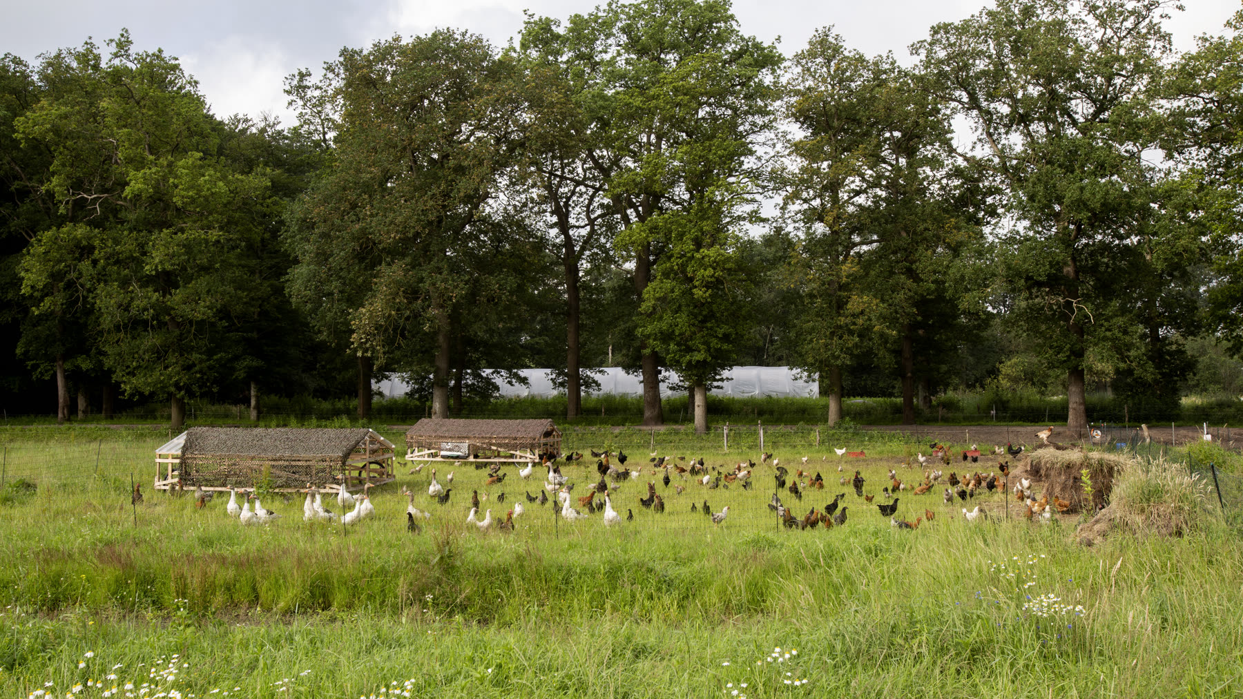Kippen en ganzen in de boomgaard