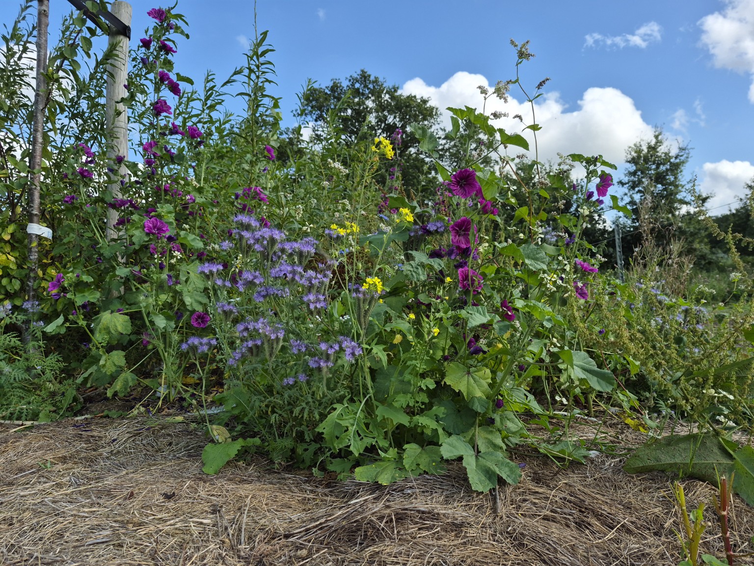 Bloemen tussen de groenten voor biodiversiteit in de tuin