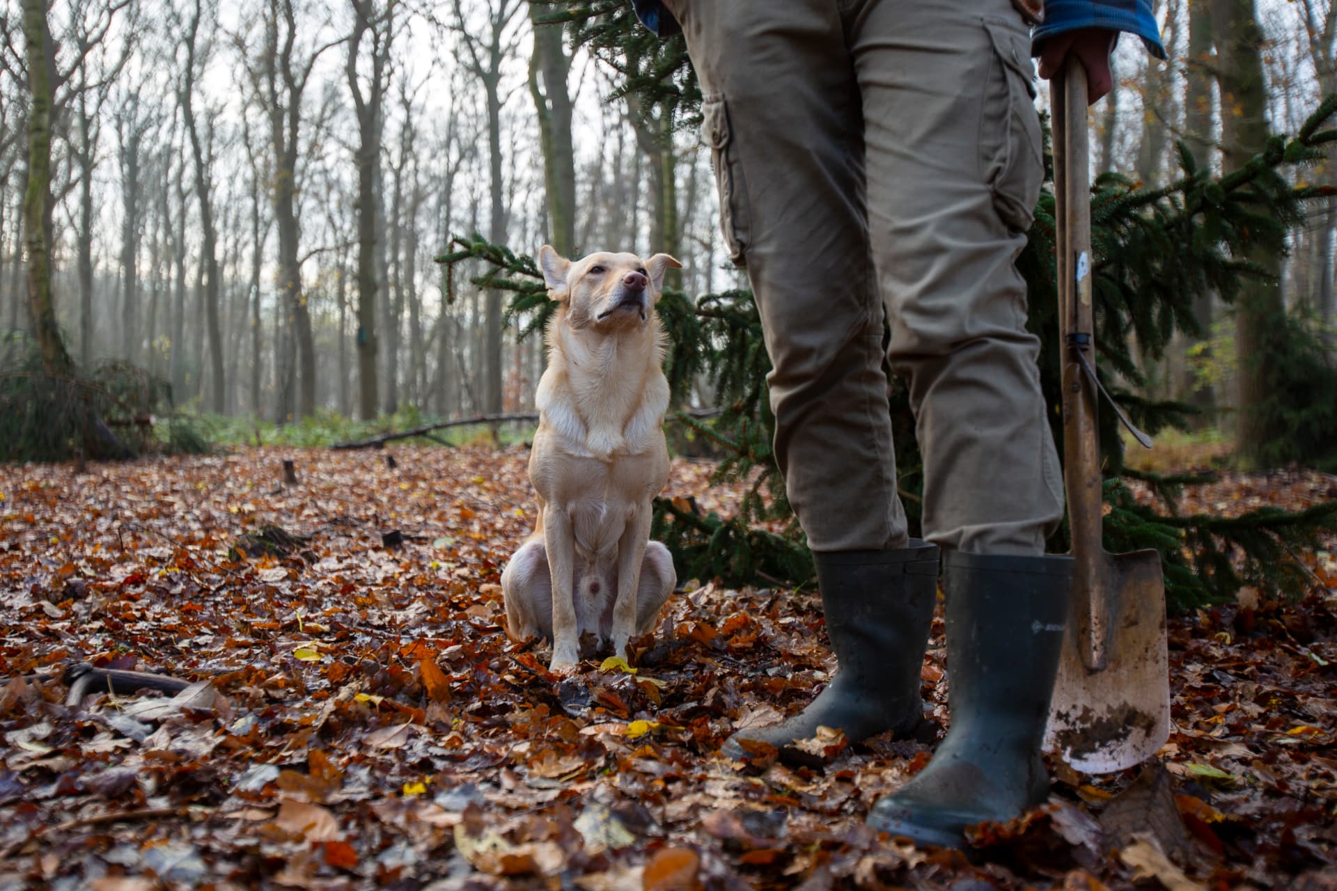Wandelpad door het bos