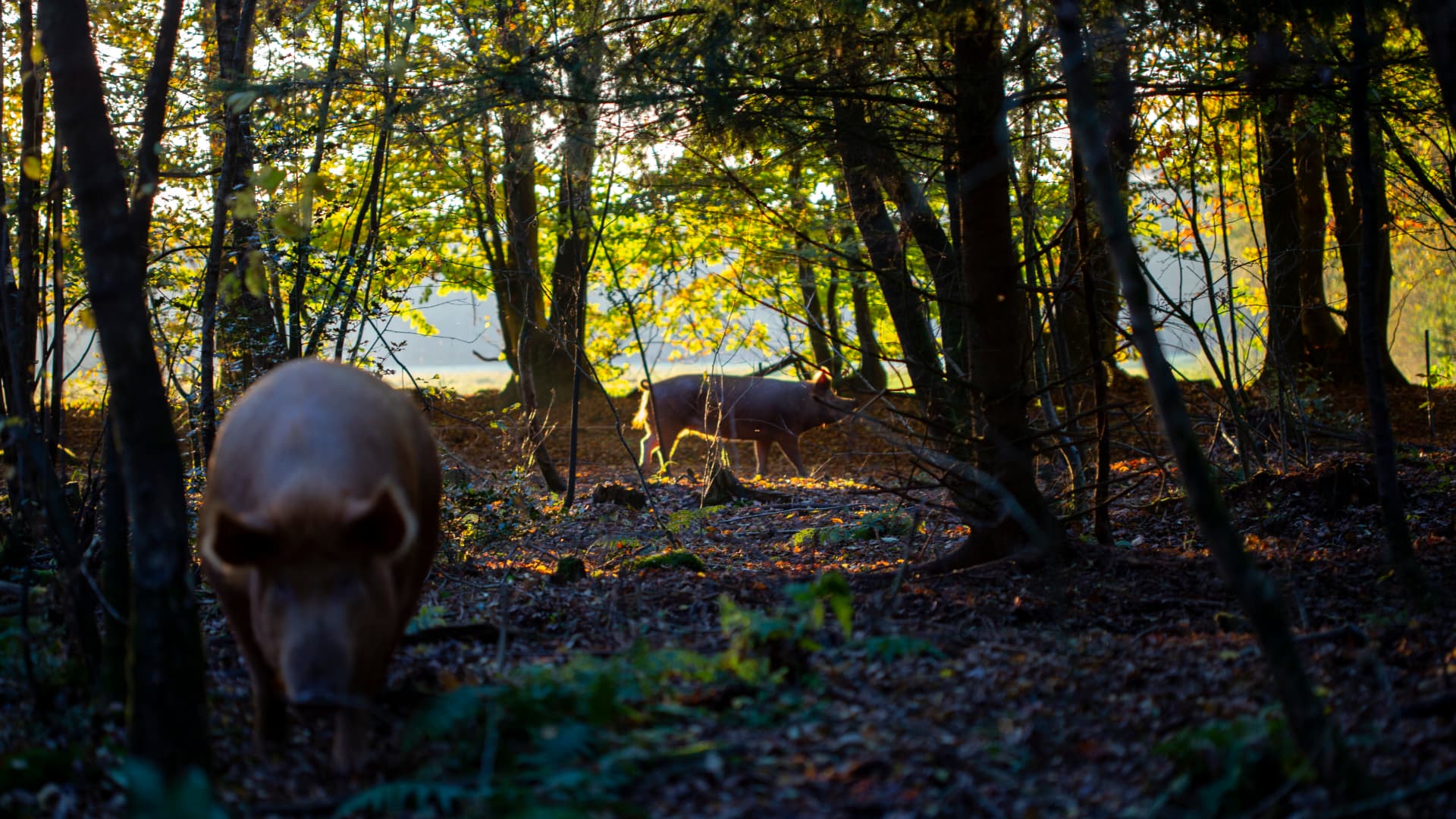 Dieren als landschapsbeheerders